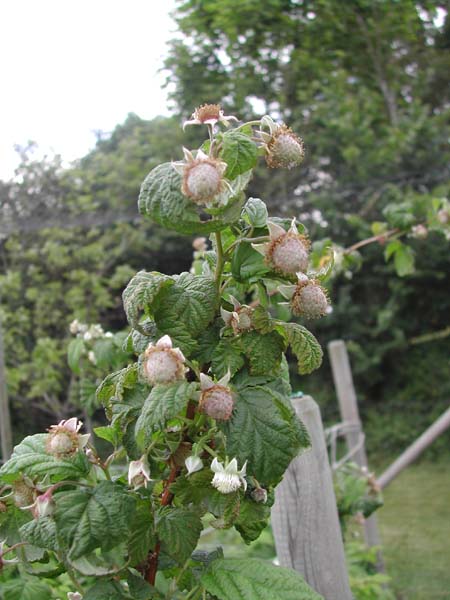 Summer raspberries unripe berries